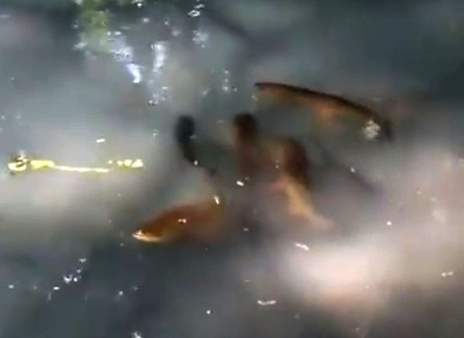 Появилось новое видео с отравленной речки Кердь под Рязанью