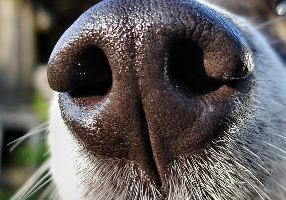 В поисках взрывчатки собак заменит «электронный нос»