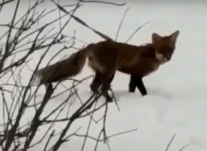 Видео: в Рязани выгуливают лису на поводке