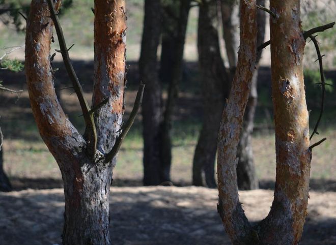 Рязанский лес попал в топ-7 мистических мест России