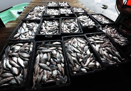 В РФ предложили ввести экспортную пошлину на рыбу