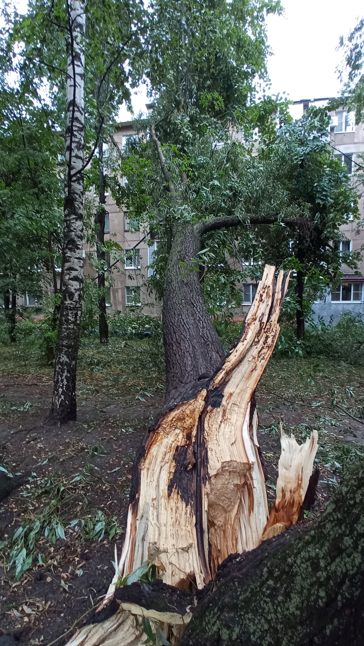 Фото Поваленных Деревьев