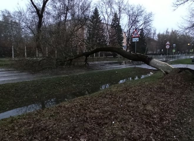 На улице Белякова дерево рухнуло на проезжую часть