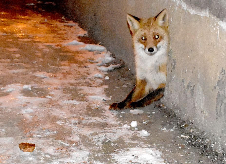 В Новомичуринске лиса поселилась в подвале вместе с кошками