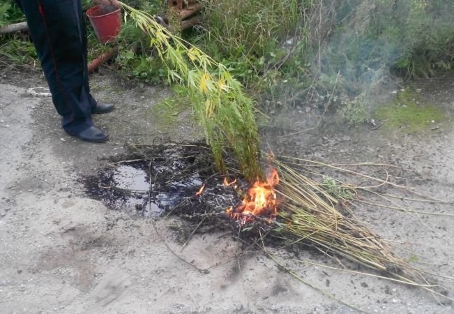 Полиция вновь уничтожила заросли конопли на Грибоедова