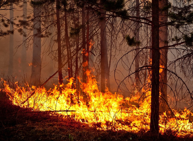 В Клепиковском районе загорелся лес