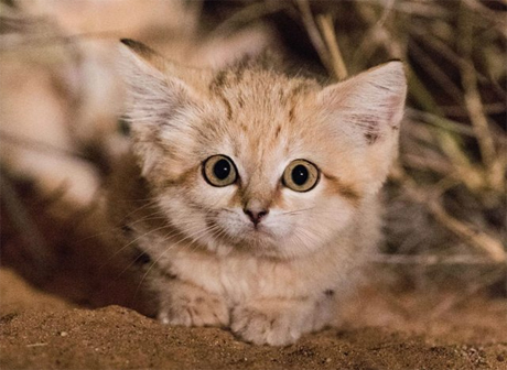 Ученые впервые засняли котят песчаной кошки