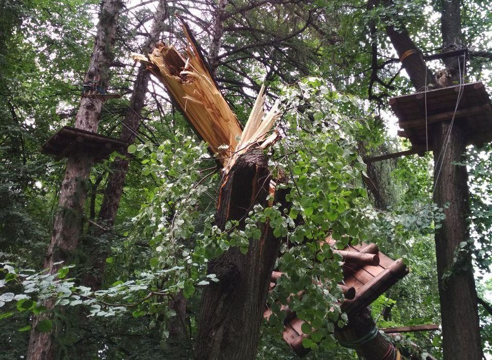 В веревочном парке в рязанском ЦПКиО рухнуло дерево