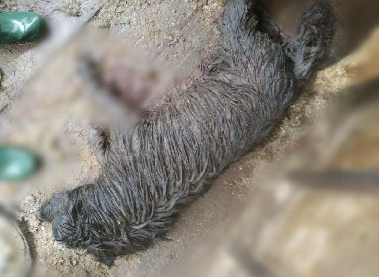 Зоозащитники заявили о гибели двух собак после массового побега из рязанского приюта
