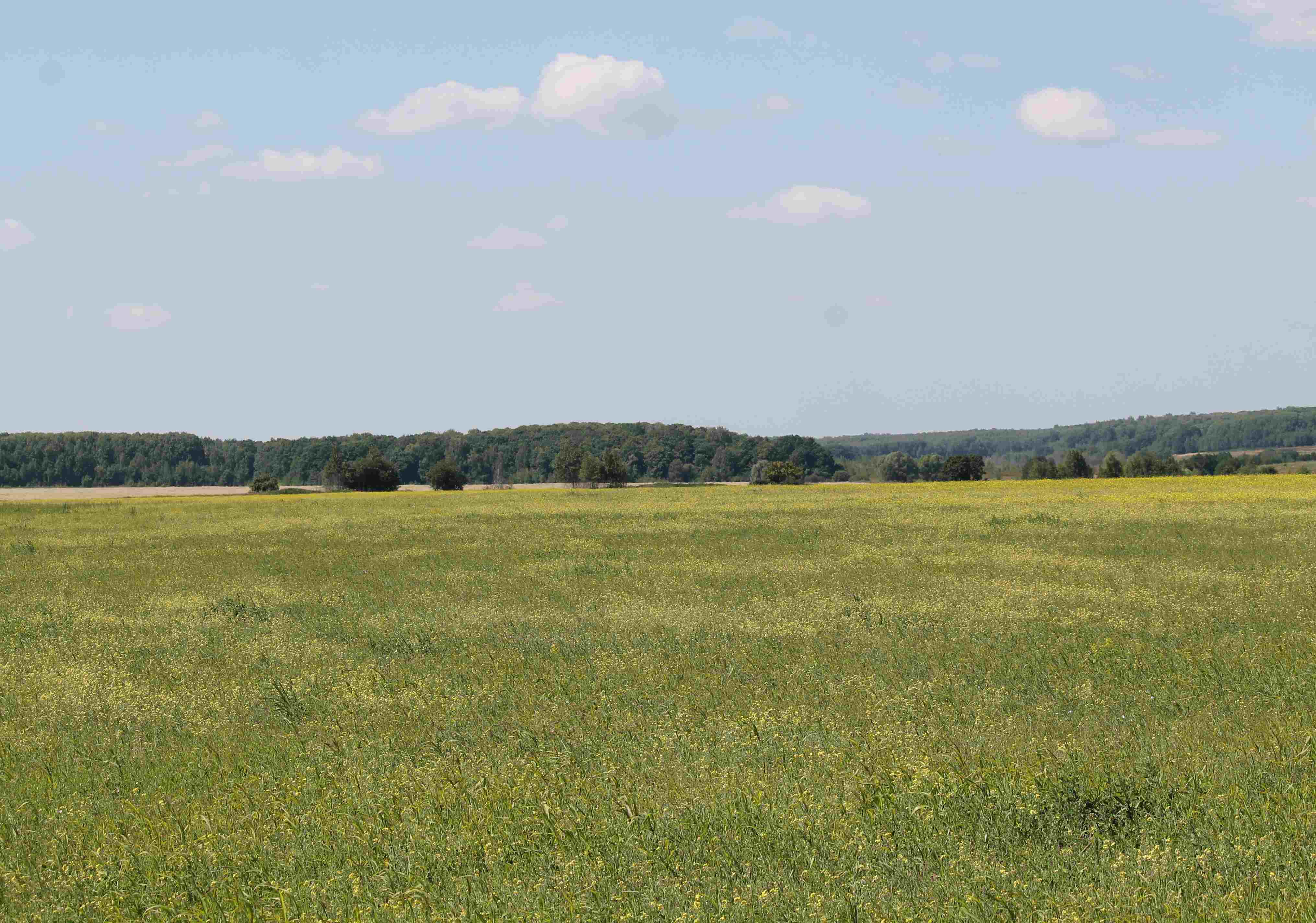 Рязанские аграрии вернули в сельхозоборот 2 тыс. га земель