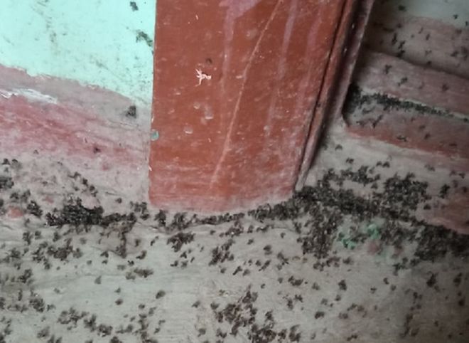 Жильцы дома на улице Строителей пожаловались на нашествие мух