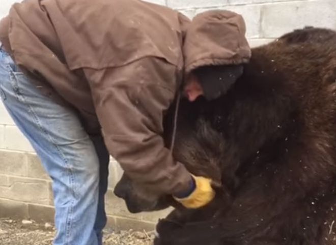 Американец показал, как утешить медведя (видео)