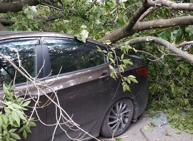 На площади Мичурина на припаркованный автомобиль упало дерево