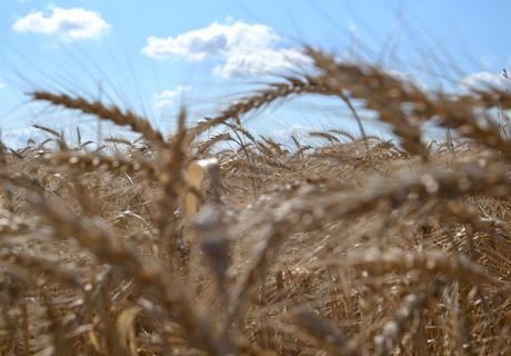 Зерновой союз просит отменить пошлину на экспорт зерна