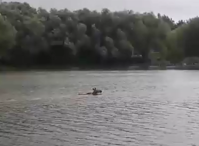 Рязанцы сняли на видео, как потерявшаяся лосиха переплывает Рюминский пруд