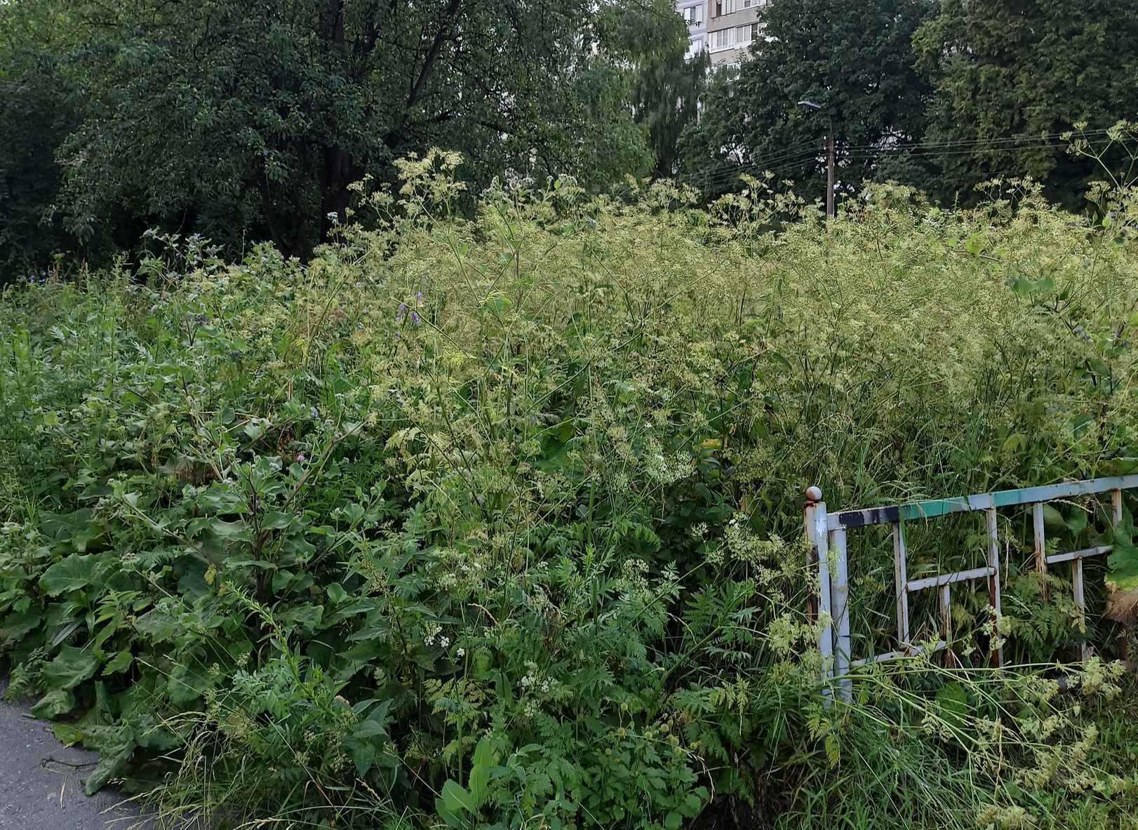 Рязанский дендропарк зарос сорняками «по шею»