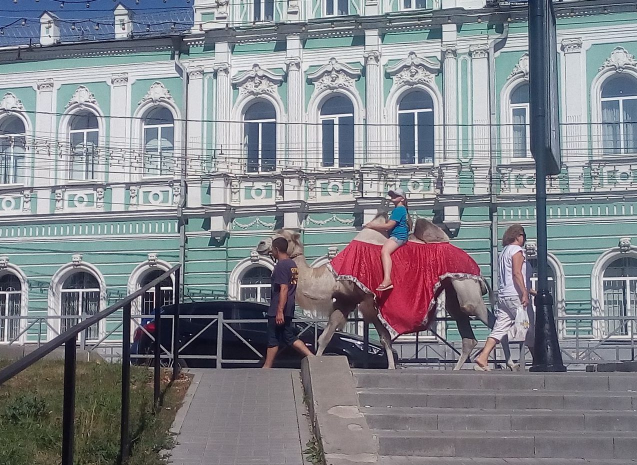 Рязань погулять с детьми. Где погулять в Рязани. Прогулка по Рязани. Рязань где можно погулять с девушкой. Верблюды в Рязани.