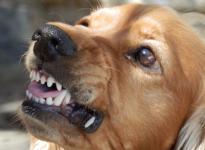 В России предложили ввести штраф за выгул «опасных» собак без намордника