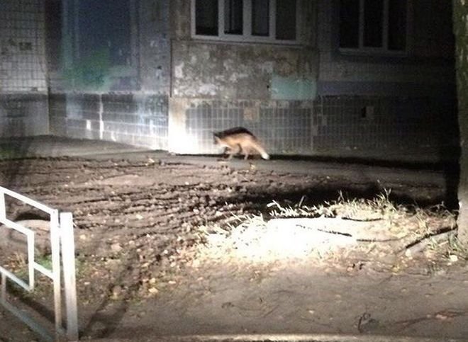 Во дворе жилого дома в Дашково-Песочне засняли лису