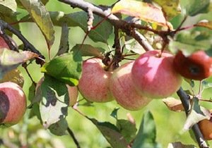 Volga Group инвестирует во фруктовые сады на Кубани