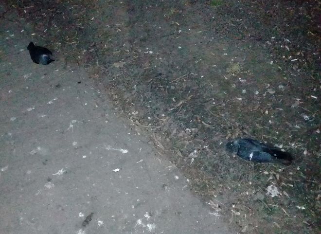 Рязанец обнаружил еще семь мертвых птиц