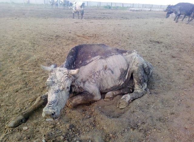СМИ: мясо скота, погибшего от неизвестной болезни на Кубани, идет на продажу