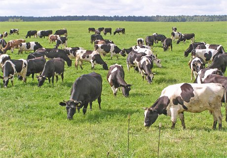 В Челябинской области арестовали корову