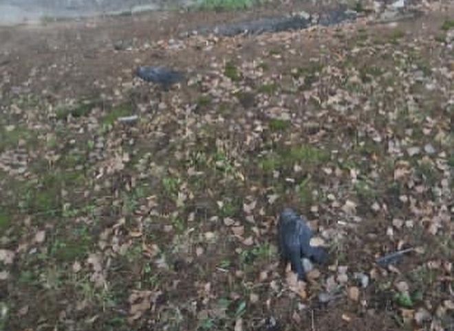 В Рязани продолжают находить мертвых птиц