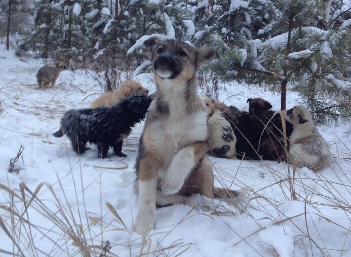 В лесу под Рязанью обнаружили 20 брошенных щенков