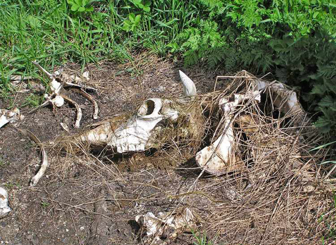 В Рязанской области обнаружили бесхозный скотомогильник