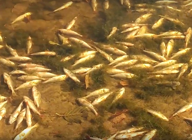Специалист назвал возможную причину гибели рыбы в Сынтуле
