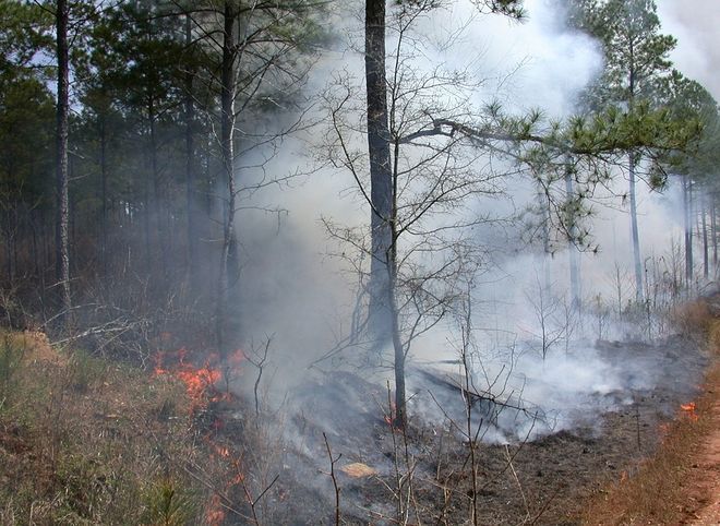 В трех регионах Сибири ввели режим ЧС из-за лесных пожаров