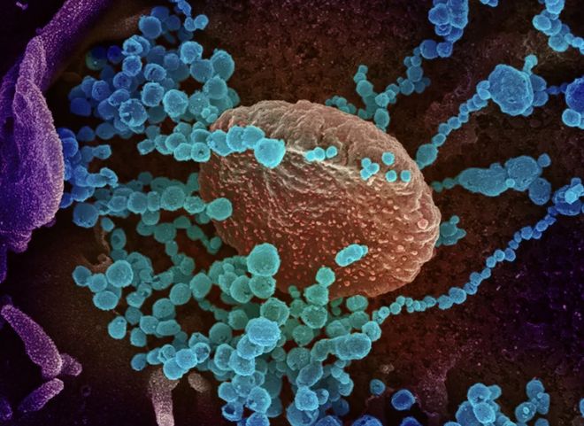 Ученые развенчали один из мифов о передаче коронавируса