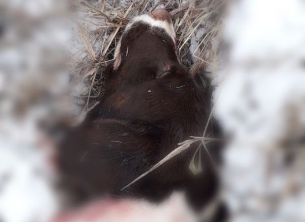 В Дягилеве обнаружили отрезанную собачью голову