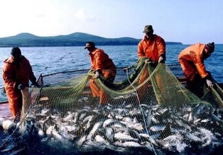 Емкость рыбного рынка РФ может вырасти на 10%