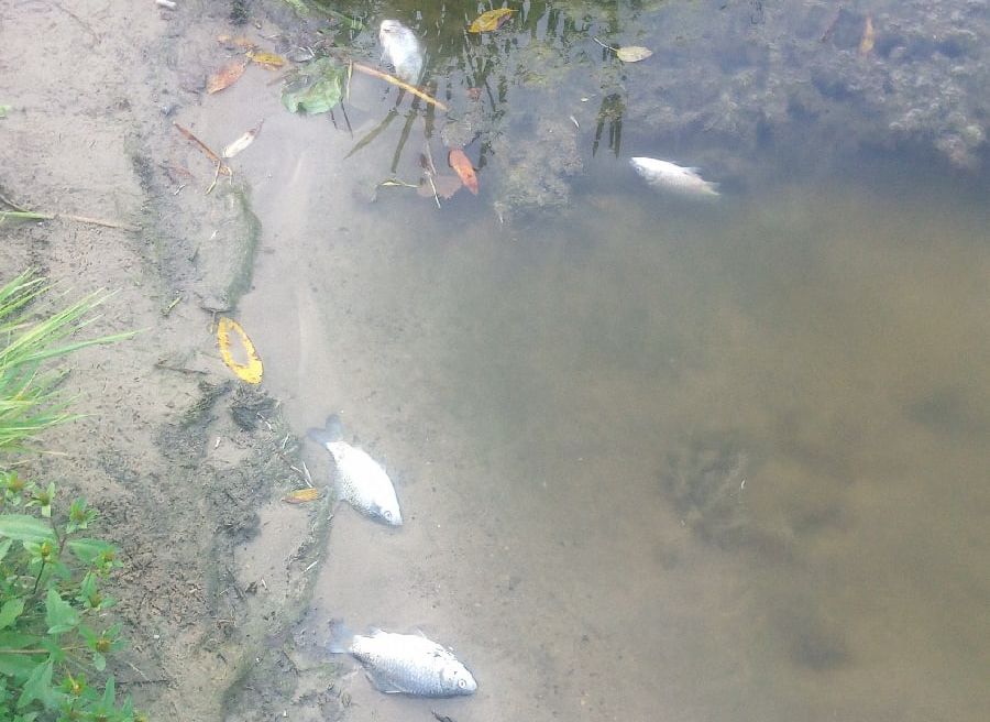 Рязанцы сообщили о массовой гибели рыбы в Ореховом озере