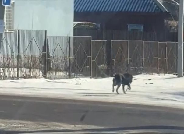 Служба по отлову в ближайшие дни не сможет поймать бегающего по Соколовке цепного пса