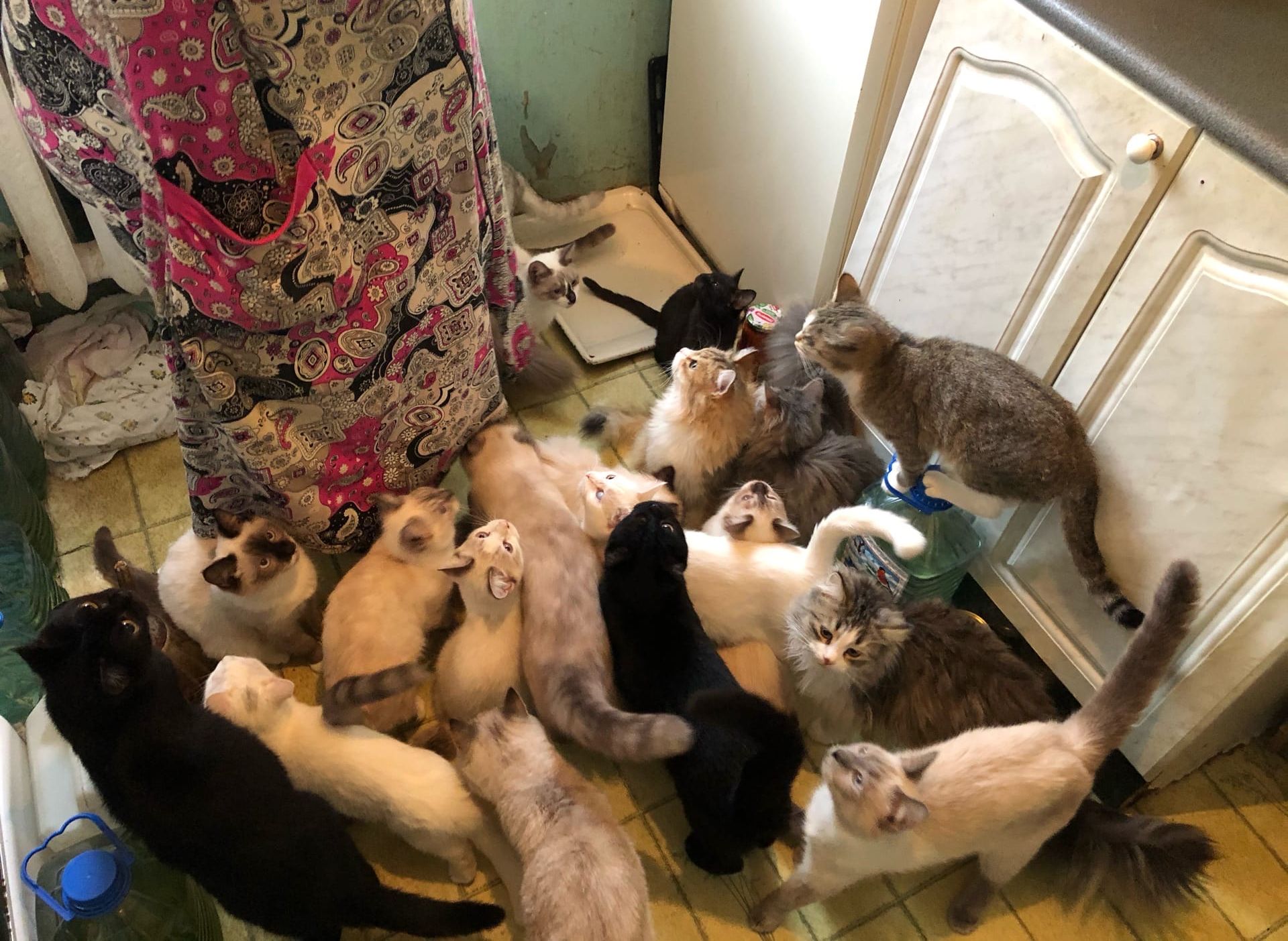Рязанская пенсионерка приютила в однокомнатной квартире 30 кошек
