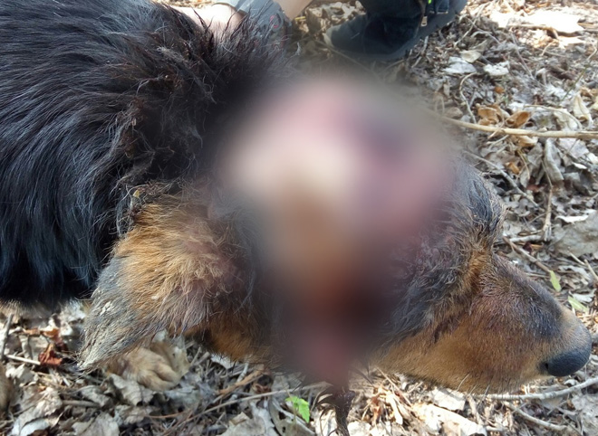 В Рязани обнаружена собака со снятым скальпом и оторванным ухом