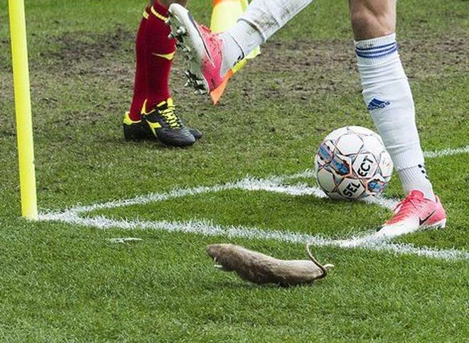 Видео: фанаты забросали футболистов «Копенгагена» мертвыми крысами