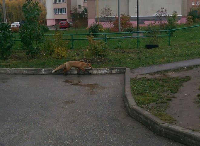 В Дашково-Песочне вновь заметили лису