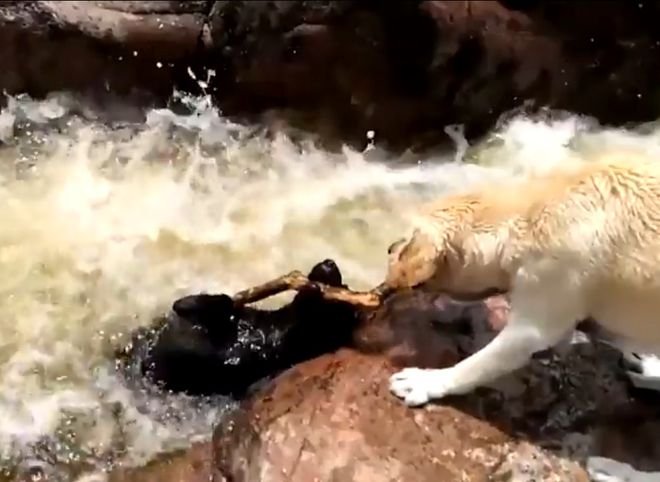 Видео: собака спасла тонущего пса из бурлящей реки