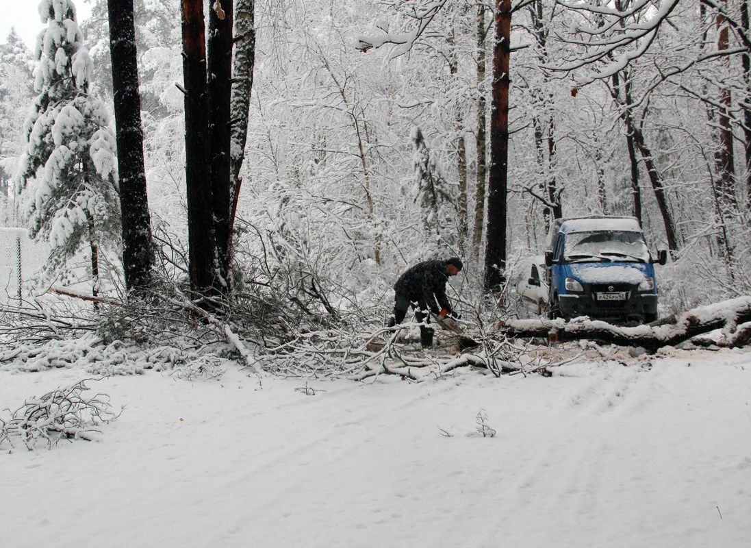 Снегопад повредил вольеры в Окском заповеднике