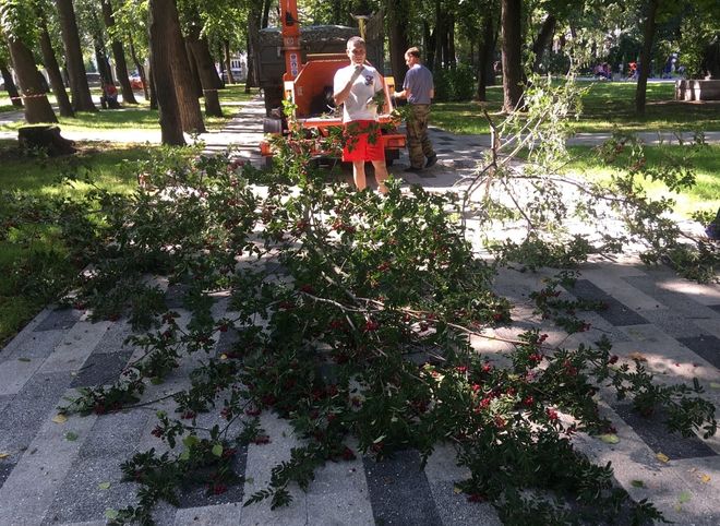 Рязанцы заявили, что в Наташином парке рубят здоровые деревья