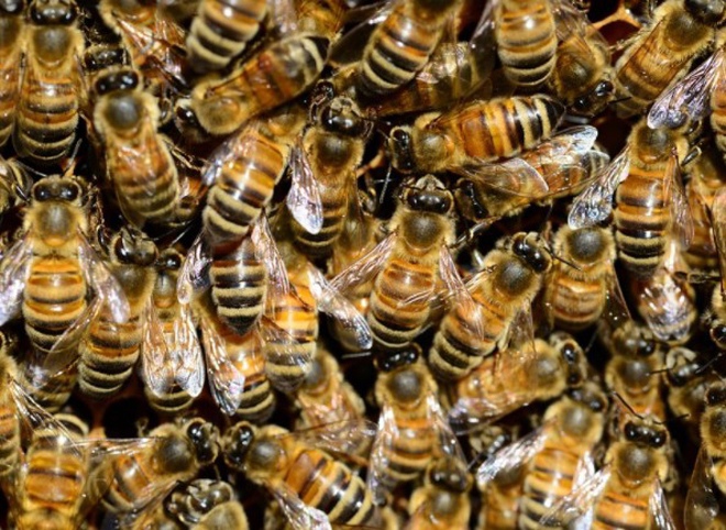 Рязанскую компанию оштрафовали на два миллиона за массовую гибель пчел