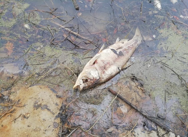 В пруду под Рязанью обнаружили несколько центнеров мертвой рыбы