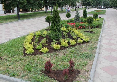 На улицах и площадях Рязани высадили около 445 тыс. цветов