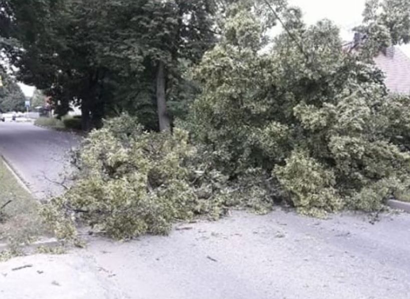 Проезд по улице Баженова перегородило упавшим деревом