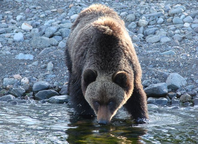 Во время путешествия по Байкалу рязанец столкнулся с медведем