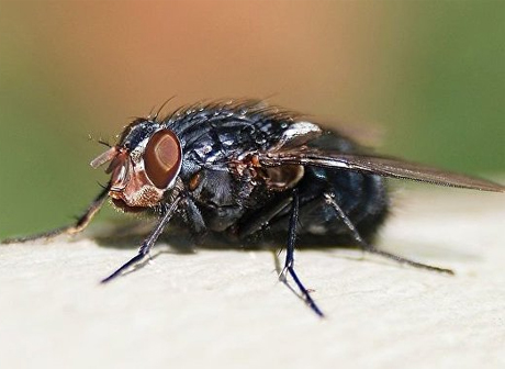 Ученые объяснили, почему нужно бояться мух